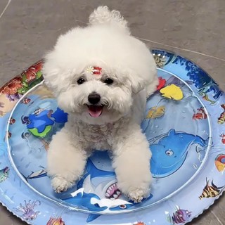 고냥냥 강아지 고양이 물고기 매트 장난감, 1개