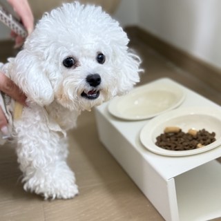 FONOW 강아지밥그릇 강아지물그릇 강아지슬로우식기 고양이밥그릇 다기능 보호 식기 세트, 1개, 아이보리