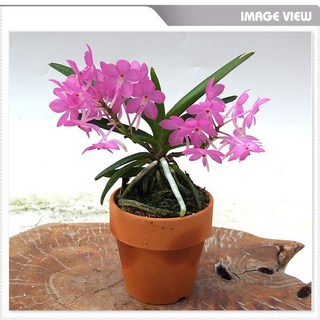 [재희난] 체리부케, 1개