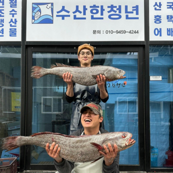 목포 자연산 선어 민어회 부레 뱃살 껍질/450g 내외-추천-상품