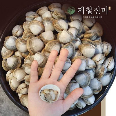 제철진미 유네스코 서천갯벌 자연산 제철 동죽조개 4kg 신선한 산소포장 산지직송, 1개_시원한 여름 물총 조개로 더욱 즐거운 물놀이~