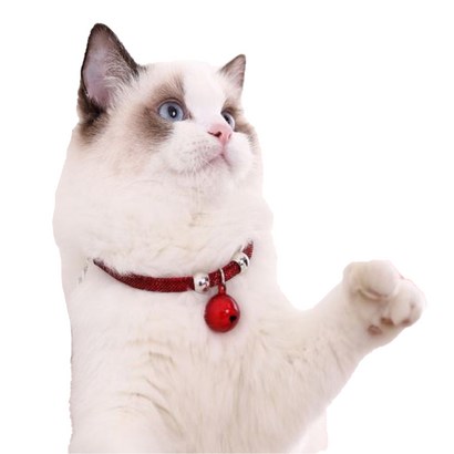 예보들 고양이 방울 목걸이