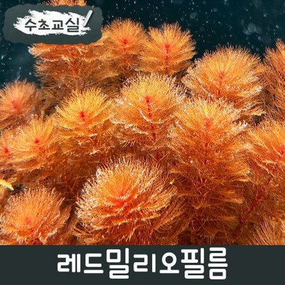 [수초교실] 초보용수초 레드밀리오필름 키우기쉬운수초