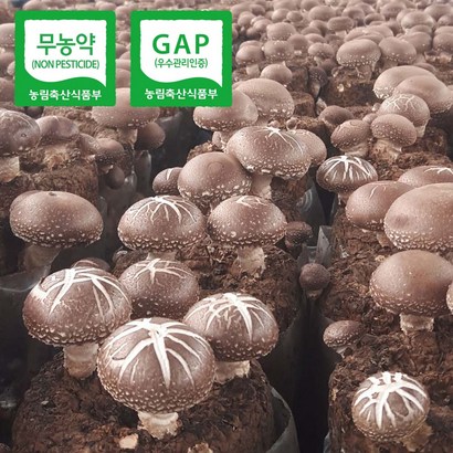 [해담은농장] 국내산 참나무재배 생표고버섯 리뷰후기