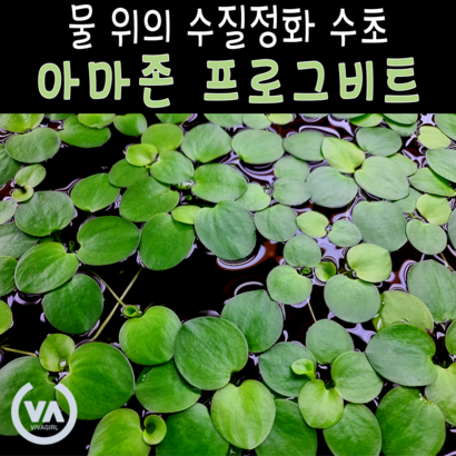 [비바소녀] 아마존 프로그비트