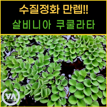 [비바소녀] 수질정화수초 살비니아 쿠쿨라타  / 부상수초 초보수초 은신처