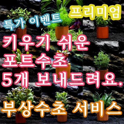 수아쿠아 수초 프리미엄 포트수초 5개  부상수초 음성수초 수초키우기 어항수초 구피수초