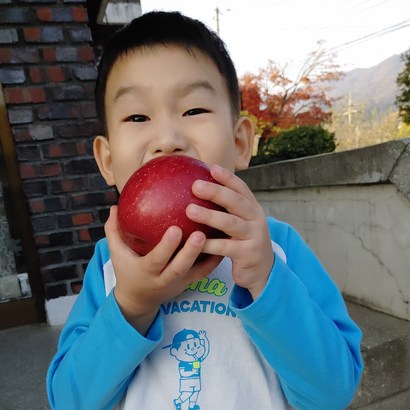 금가네꿀사과 햇부사 경북 영주사과 소백산 안동 대구 부석사과