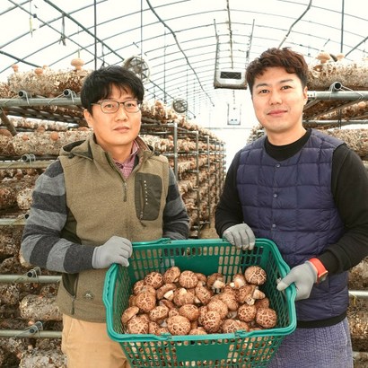 국산 무농약 표고버섯