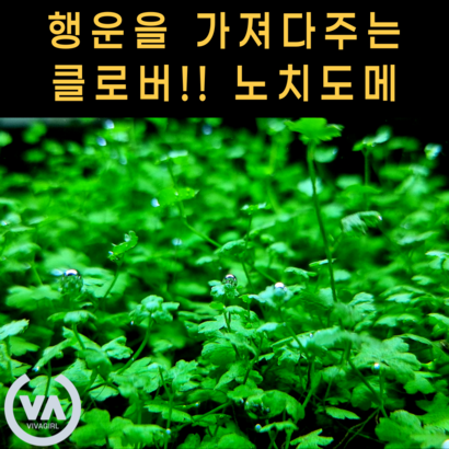 [비바소녀] 행운의 클로버 노치도메  / 전경수초 초보수초