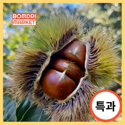 봄드리마켓 굿뜨래 인증 부여 프리미엄 햇밤 특과 - 밤 리뷰후기