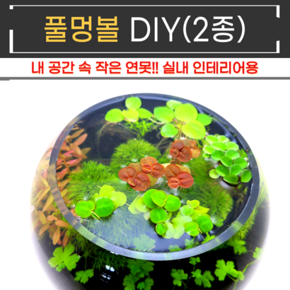 비바소녀 무환수 무여과 내 공간 작은연못 풀멍볼 어항수초 DIY 2종 테라리움 베타 구피 새우 crs