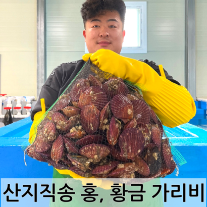 남해안 청정해역 통영 당일조업 산지직송 생물 명품 홍가리비 황금가리비