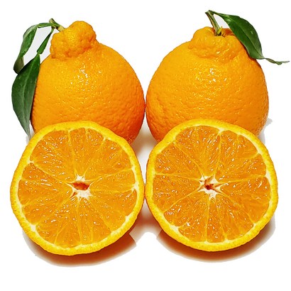 [제주의맛] 새콤달콤한 한라봉 산지직송 선물용 가정용