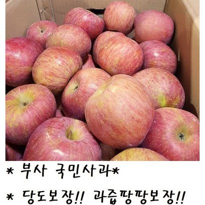 맛보장!! 과즙팡팡보장!! 산지직송 고당도 청송 꿀 사과 //