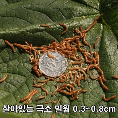 [밀웜천국] 살아있는 밀웜 생밀웜 극소 밀웜 리뷰 후기