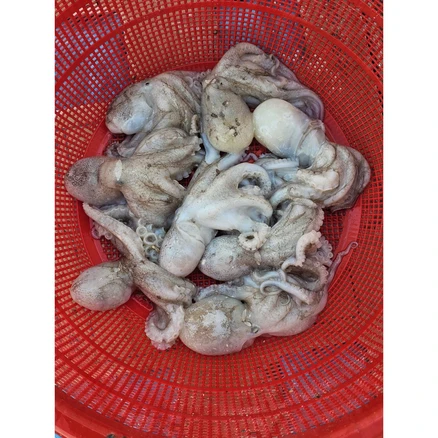 제철 봄 싱싱한 알배기 알 캠핑 샤브샤브 서해안 생물 쭈꾸미, 1개, 1kg