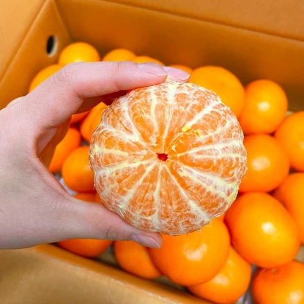 햇살담아팜 제주 고당도 천혜향 못난이 초특가, 1박스, 10kg 못난이