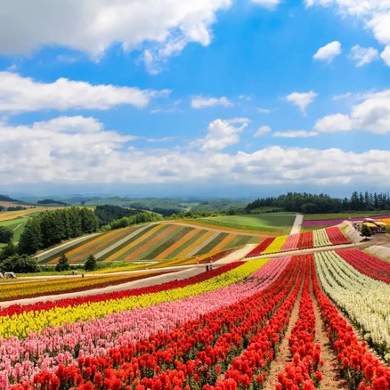 [일본] [1명부터출발확정]비에이 후라노 버스투어 엔데이트립 직원 가이드 최다송객 각종쿠폰제공