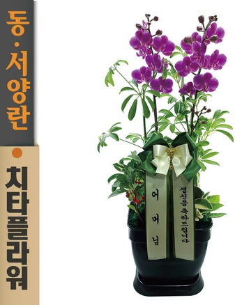 치타플라워 만천홍 서양란 승진 축하 생일 개업 이사 화분 [CT04A-01] 미니 호접란 전국 배송 꽃배달, 1개