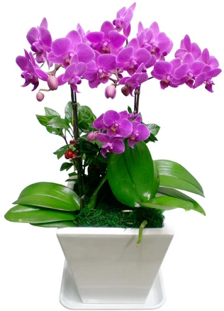 엔젤플라워 화려한서양란 BEST 개업호접란 만천홍 기념일선물, A03 웨딩호접, 1개