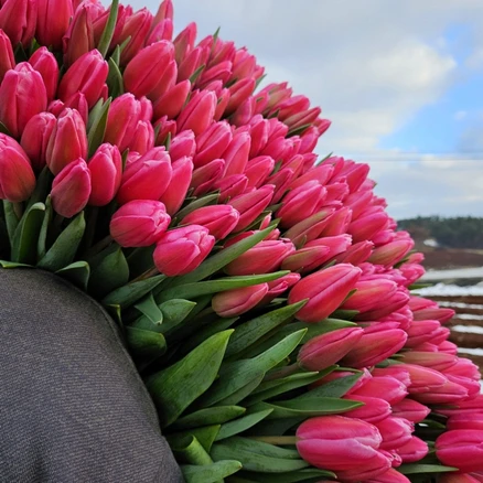 [필랑말랑] 튤립 생화 10송이 꽃농장직배송 태안꽃농장 화훼농가돕기 농장직송꽃 튤립농장 꽃선물 꽃택배, 랜덤, 10개, 튤립랜덤10송이