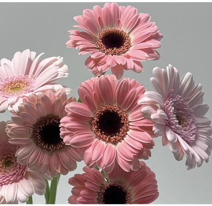 거베라 생화 꽃, 화이트