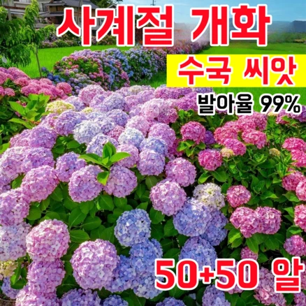 [발아율 99%] 사계절 개화 수국 씨앗 초장기 개화 대형 꽃다발 정원 베란다 초보자 친화적 재배, 100개