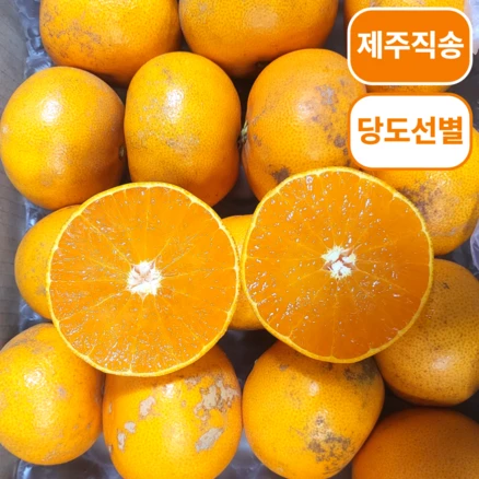 [초특가] 산지직송 당도선별 못난이 제주 천혜향, 1박스, 3kg(랜덤과)