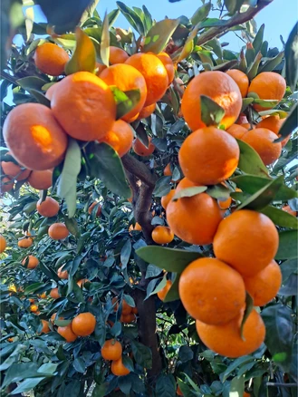 (과일천국) 새콤달콤 제주 귤 10kg-1박스, 1박스, 10kg