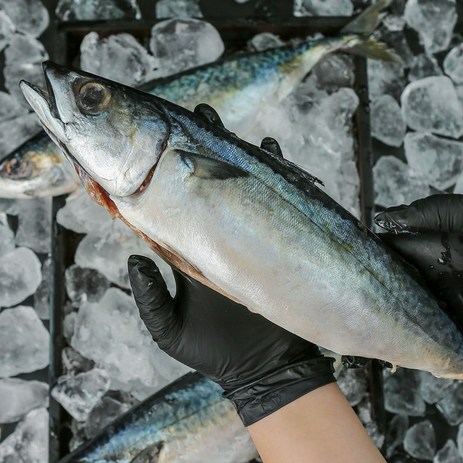 [밀봉포장] 부산 자반 간고등어, 1개, 2.8kg (10마리 / 중 / 1미당 280g 내외)-추천-상품