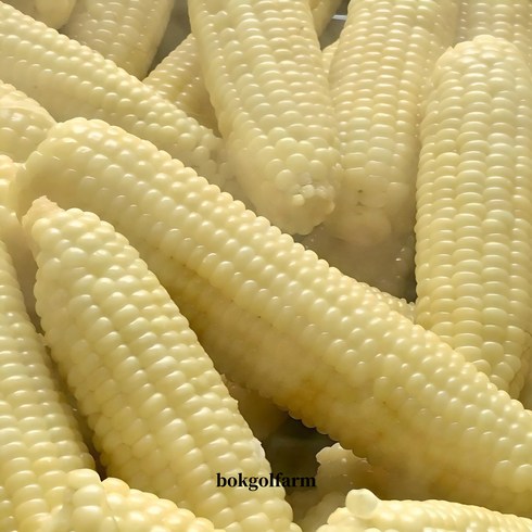 강원도옥수수 - 강원도 찰옥수수 냉동옥수수 찐 삶은옥수수 진공포장, 10개, 냉동찰옥수수