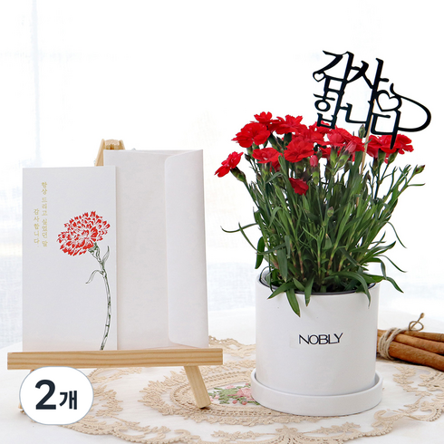 블뤼엔 생화 노블리 스프레이카네이션 화분, 레드, 2개