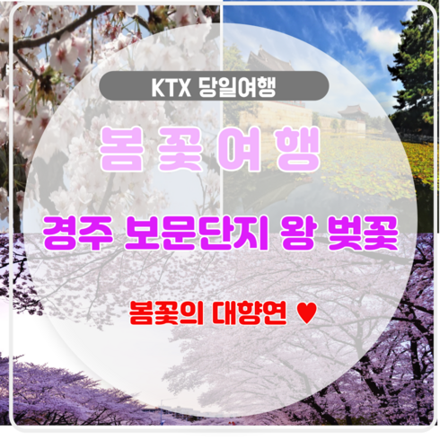 [봄꽃여행] KTX - 봄꽃의 대향연!! 경주 보문단지 왕 벚꽃 여행(당일)