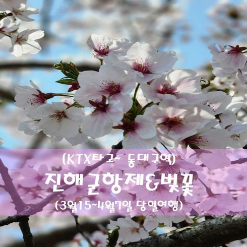 [출발확정] [KTX] 진해 군항제 벚꽃 기차여행(동대구역 3월15~4월7 당일)