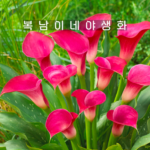 calla 카라 핑크벨벳 [1구 춘식구근 복남이네야생화 카라꽃], 1개