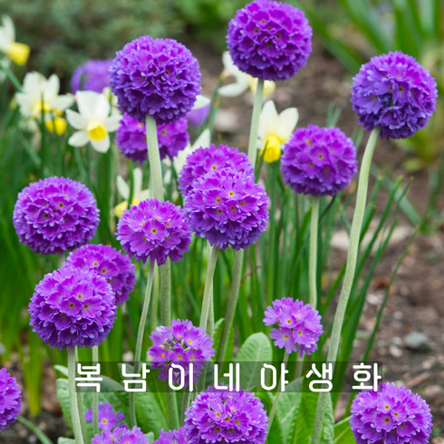 primula 루빈셀렉션 [4포트 프리뮬라 드럼스틱앵초 모종] 앵초, 4개