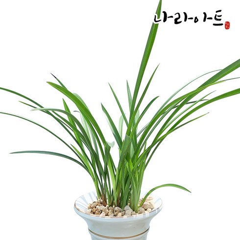 철골소심(9-10촉)/동양란/서양란/풍란/난/공기정화식물/나라아트