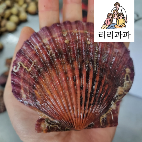 리리파파농수산 통영 제철 세척 홍가리비, 1box, 10kg(300미내외)