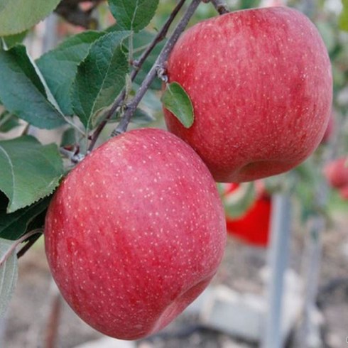 산지애 사과 9kg  - A[공주네농장] 새벽이슬맺힌 안동꿀사과, 1박스, 18. 가정용 흠과 10KG / 특대과