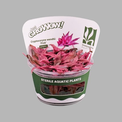 그로우와우 크립토코리네 웬드티 핑크 무균 조직배양 수초