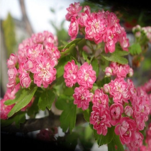 홍화산사나무 - 충주원예조경 / 분홍꽃 산사나무 / 결실주, 주