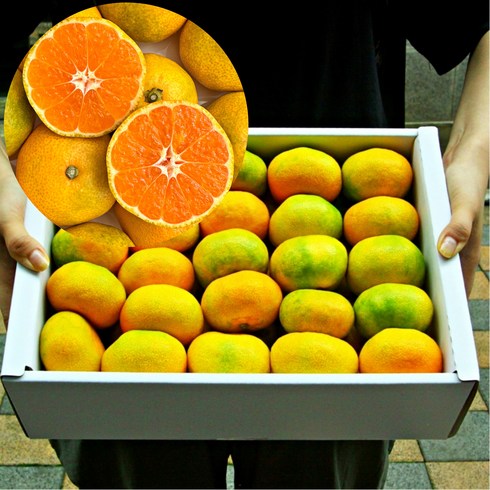 제주 하우스감귤 3.5kg - [새벽수확] 고당도 새콤달콤 제주 제주도 하우스 노지 감귤 귤 대과, 1박스, 3kg