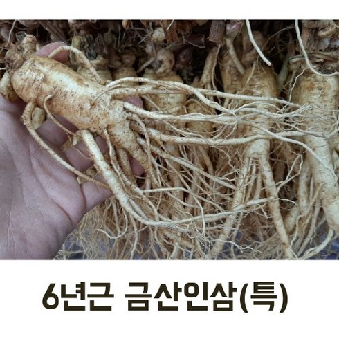 실속형 수삼 인삼 (특) 7-10뿌리 (오쿠용 홍삼용 실속인삼), 가정용난발삼1kg (11-13뿌리)