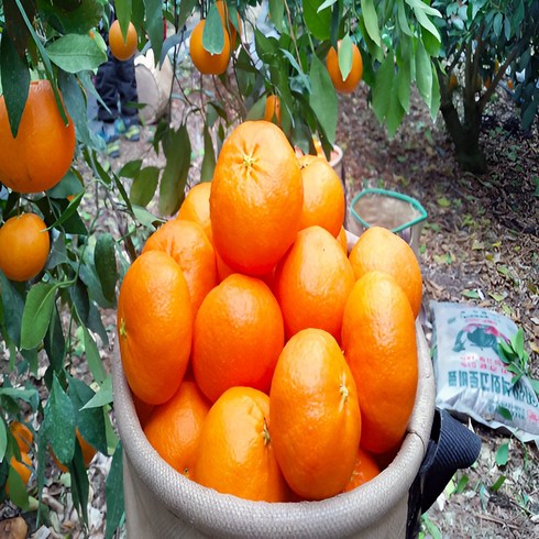 [농장직송] 제주 프리미엄 고당도 레드향, 레드향 가정용 2kg(7~13과), 1개