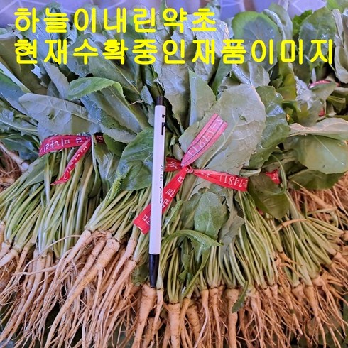 참농인고들빼기5단(1일10상자한정판매 ), 1박스, 1.5kg