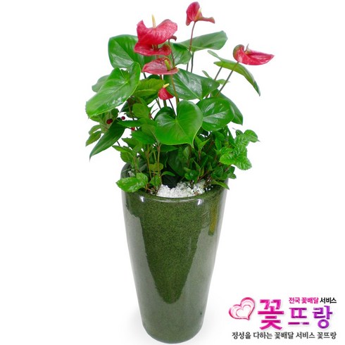 개업화분돈나무꽃배달 TOP01