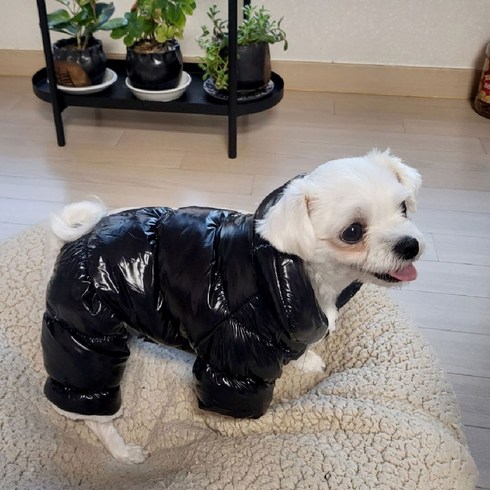 강아지패딩 TOP01