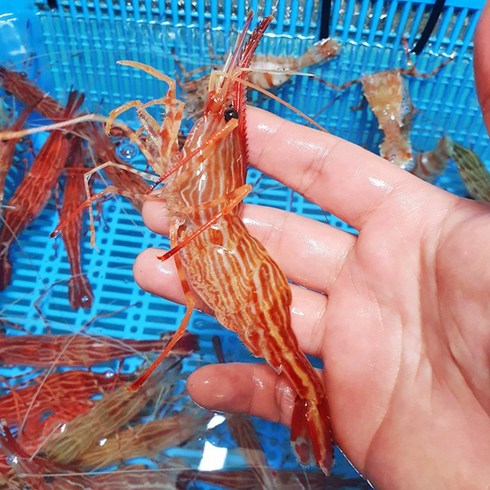 [당일작업/현지직송]달달한 해양지킴이 동해안 독도새우 500g (꽃새우/닭새우/도화새우), 1개, 독도새우 500g [꽃새우/닭새우/도화새우]