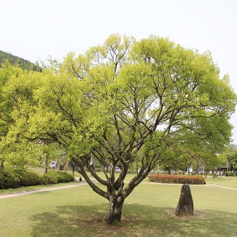 팽나무 - 충주원예조경 / 팽나무 / 실생2년 / 1등묘 / 5주, 주